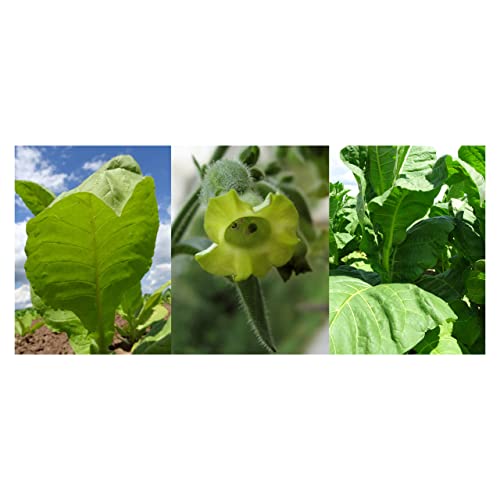 Tabaco para cachimba - Set de regalo de semillas con 3 variedades de plantas de tabaco para crear sus propias mezclas de tabaco para cachimba